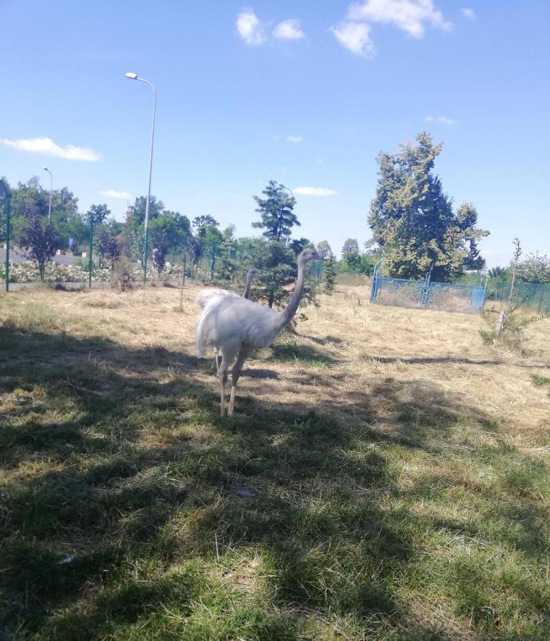 Hotel Greys Polonia Zasutowo Εξωτερικό φωτογραφία